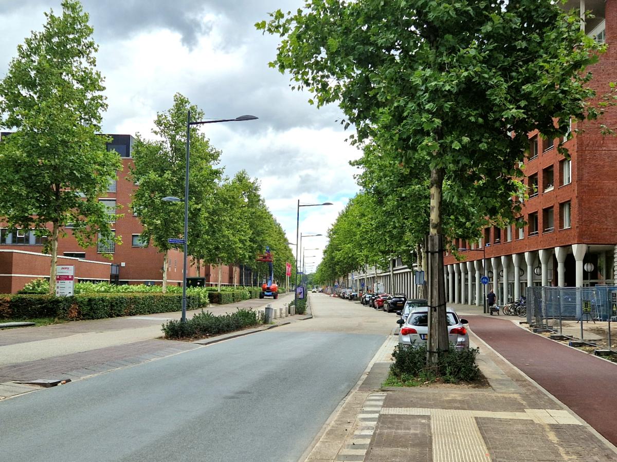 Bomen zijn belangrijk als onderdeel van het leefgebied voor vleermuizen. (Bron: Peter Twisk)