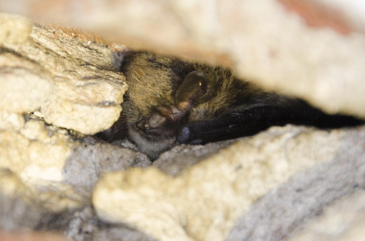 Tijdens de winterslaap speuren vrijwilligers van het NEM meetprogramma Wintertellingen Vleermuizen naar overwinterende vleermuizen. Die vinden ze soms diep weggekropen in spleten. (Bron: Erik Broer)