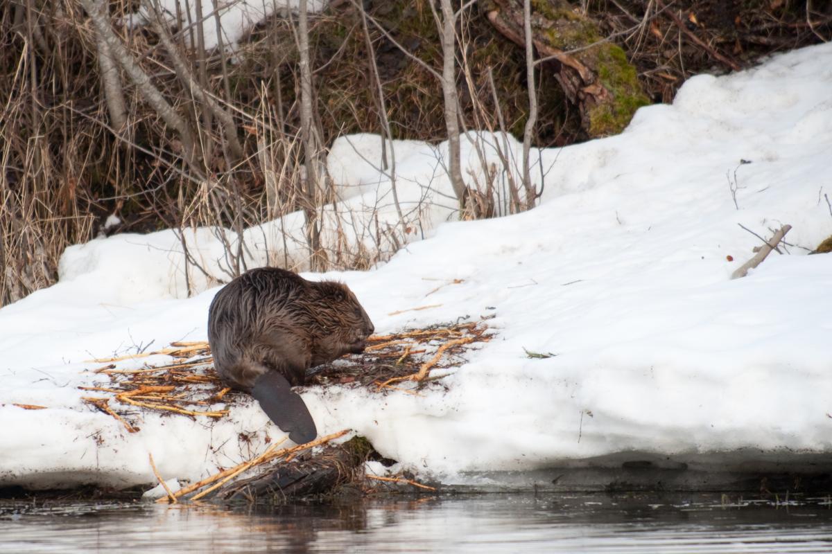 Bever in de sneeuw (bron: arnsteins, via Canva)