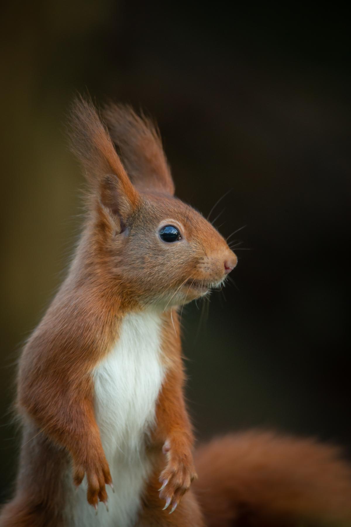 Eekhoorn (bron: Alex en Annette Hagenbeek)