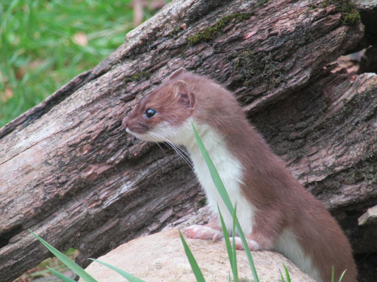 Jonge hermelijn (bron: Maud Hazelzet)