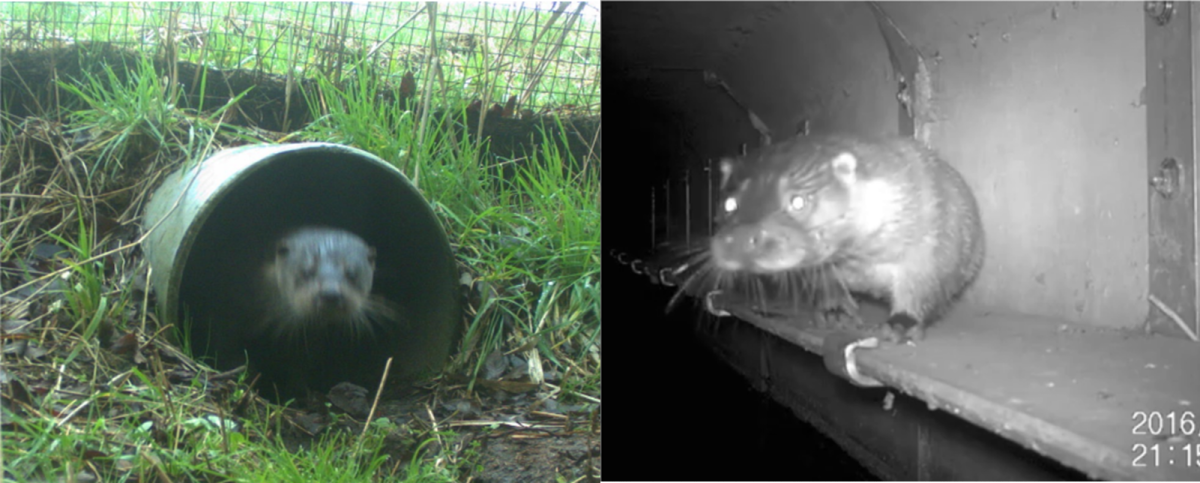 Otter in faunabuis (bron: Harrie Bosma) en op loopplank (bron: Ark Rewilding Nederland)