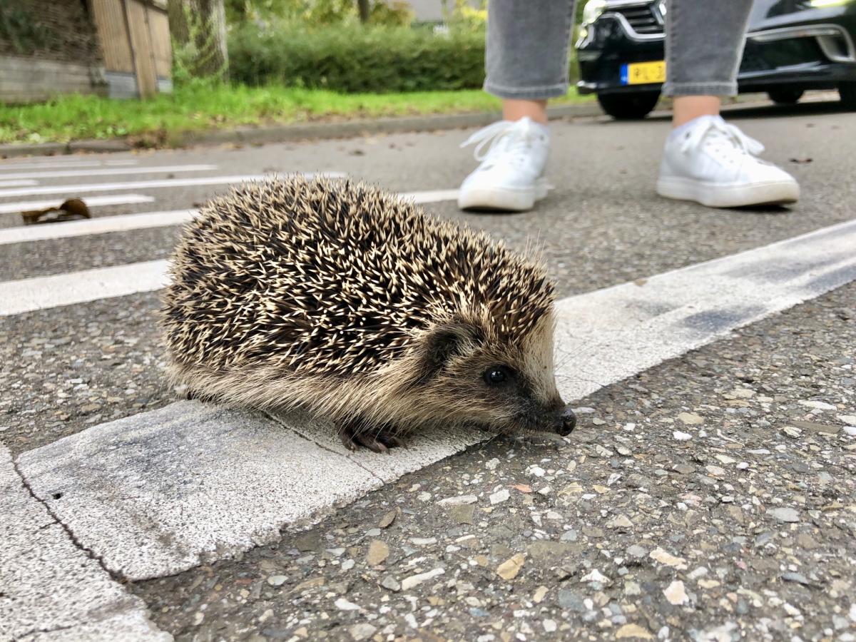 Overstekende egel (bron: Koos Dansen)