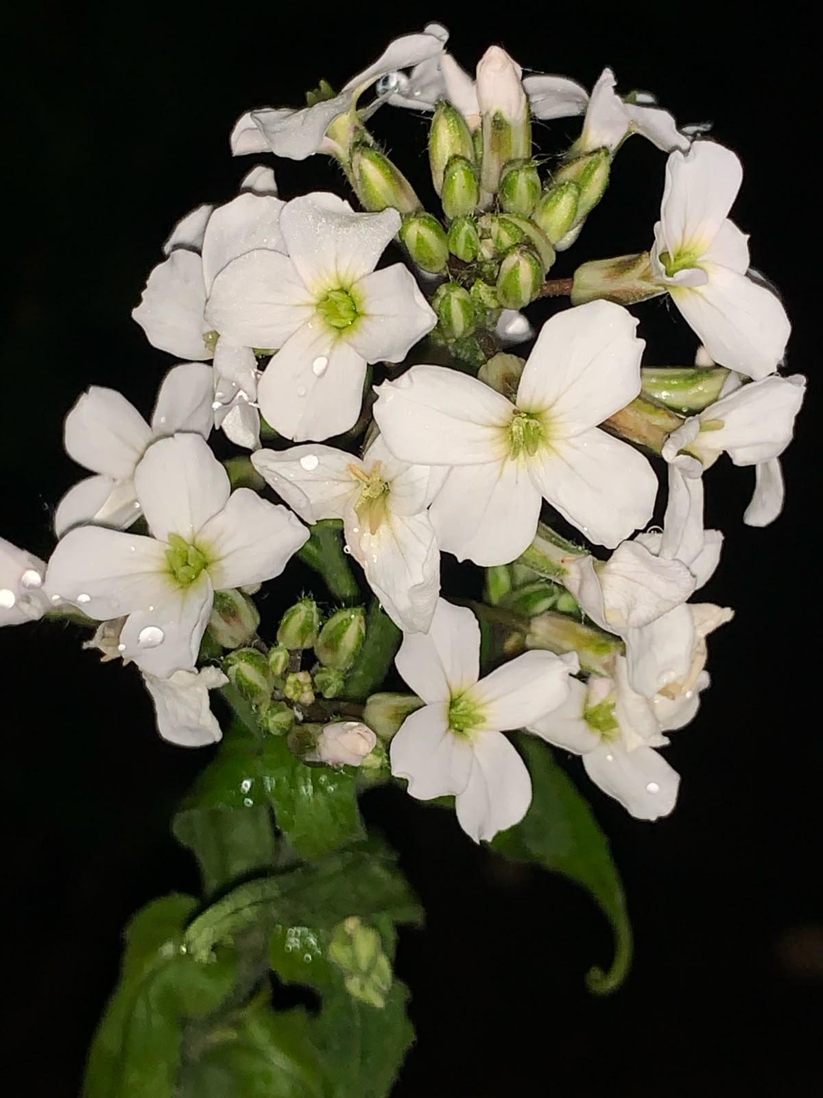 Damastbloem in nacht (bron: Wieneke Huls)