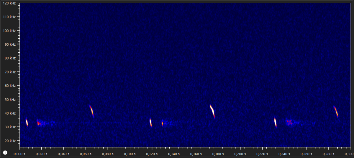 Kenmerkend spectrogram van ultrasone echolocatiegeluiden van de mopsvleermuis (bron: Marjolein van Adrichem)