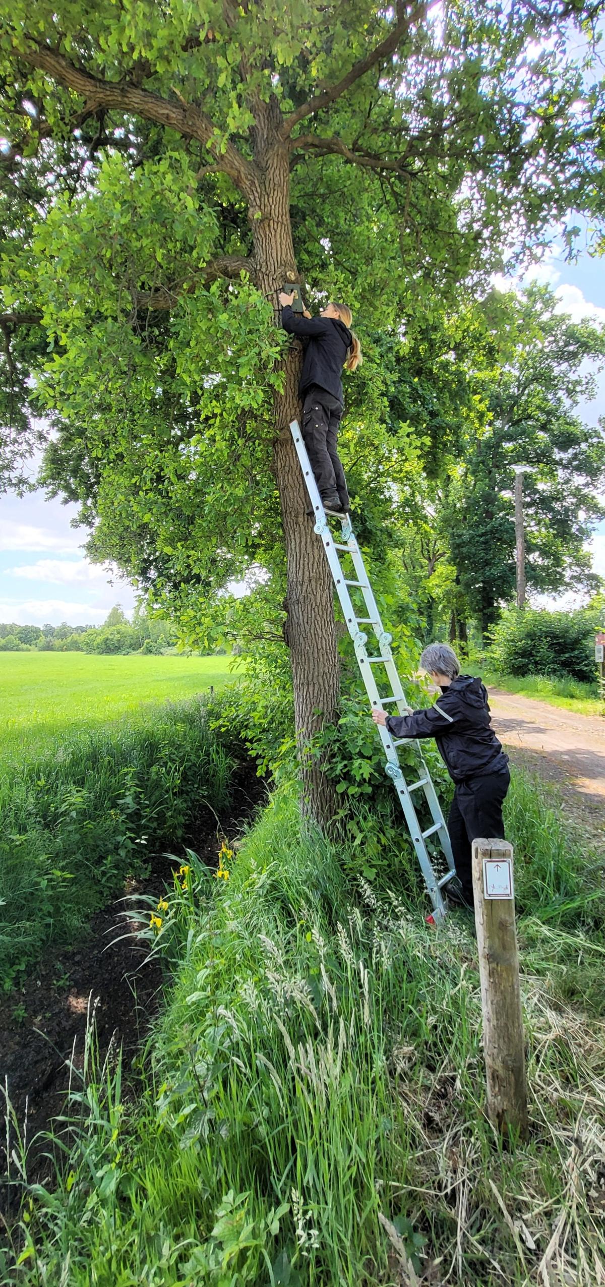 Een batdetector wordt geplaatst in een oude eikenlaan (bron: Joris Verhees)