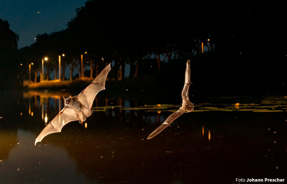 Meervleermuizen vliegend boven water