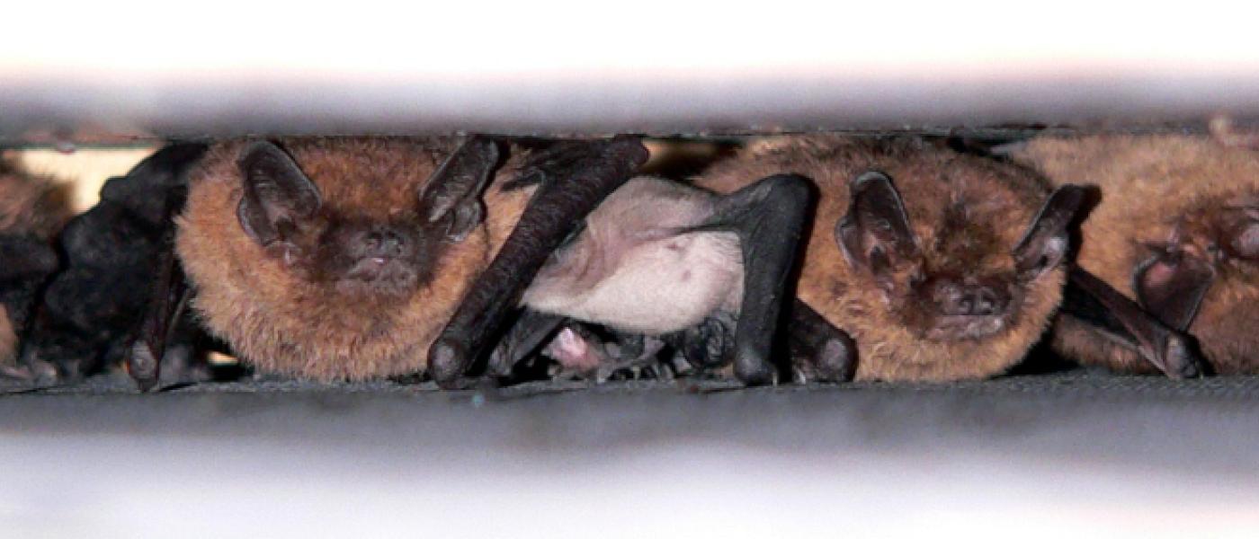 Drinkende gewone dwergvleermuis in kraamgroep