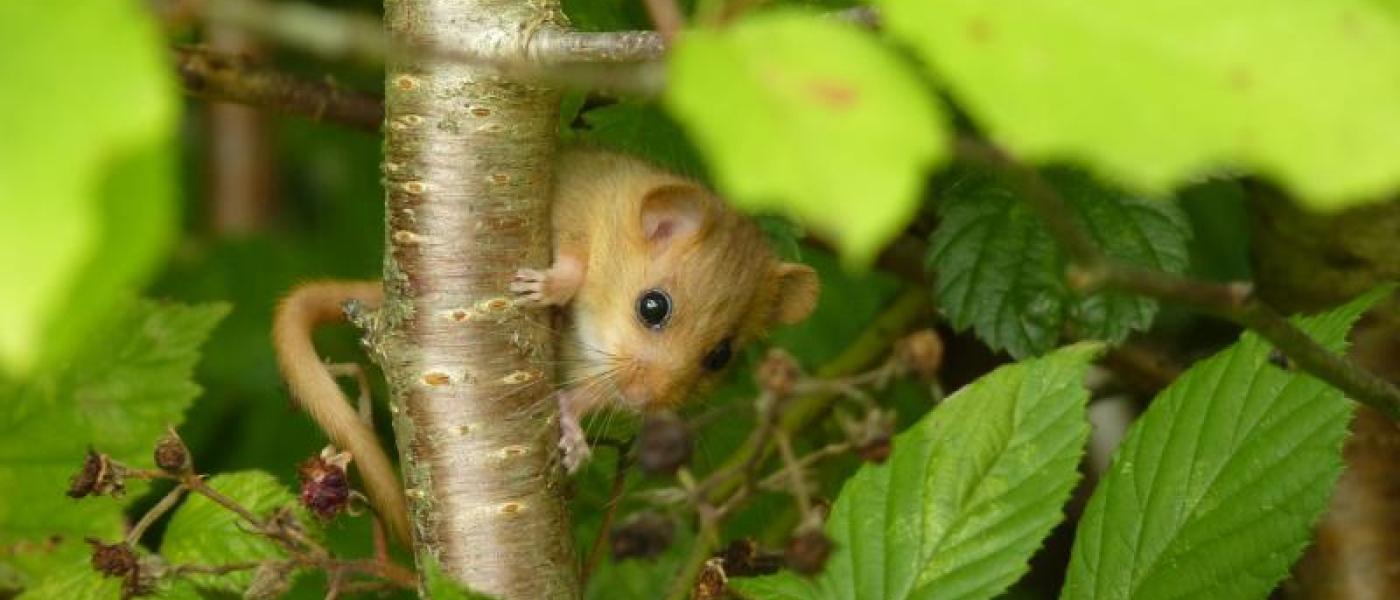 Hazelmuis (bron: Ruud Foppen)