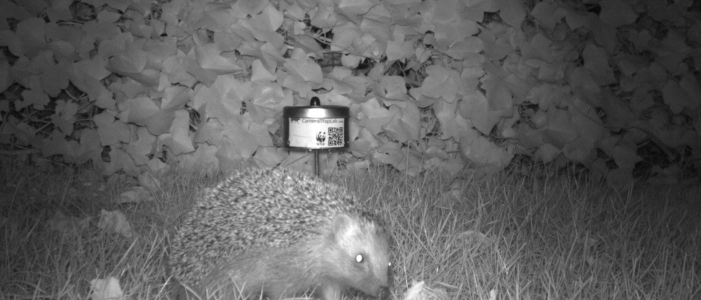 Egel bij wildcamera