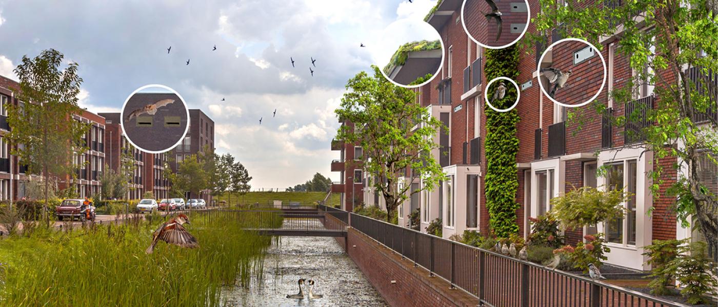 Natuurinclusief bouwen creëert een aantrekkelijk leefomgeving voor mensen en dieren 