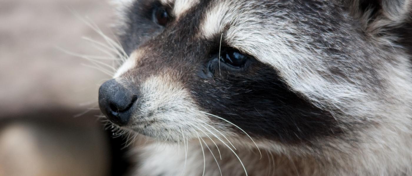 Wasbeer (© Richard Witte)