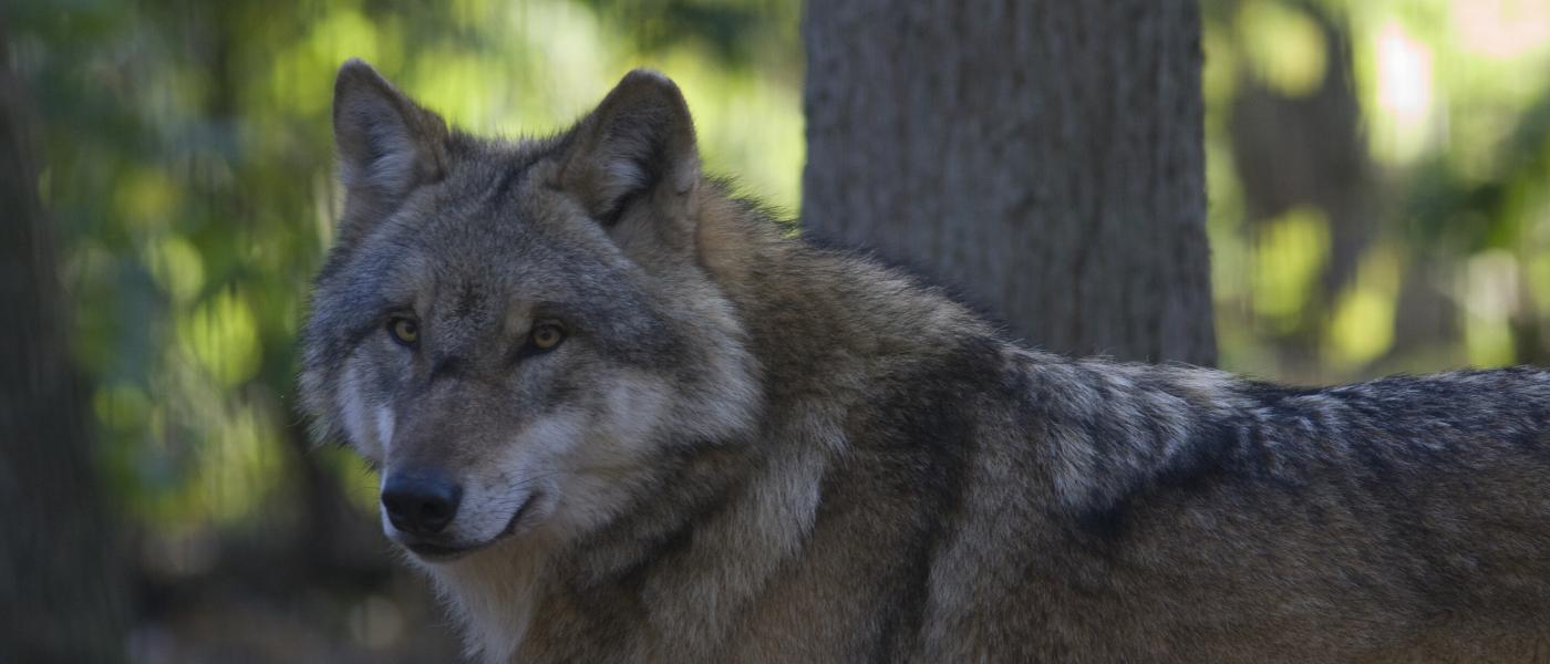 Wolf (Bron: Mark Zekhuis)