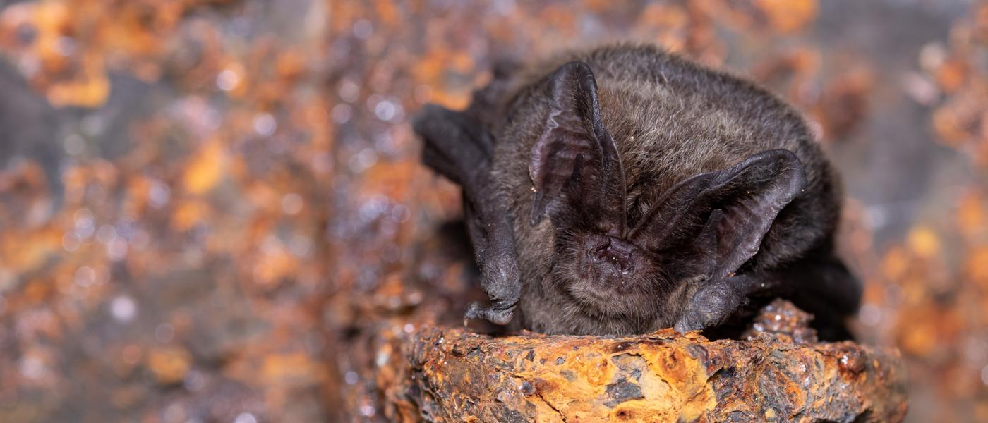 Mopsvleermuis in winterslaap