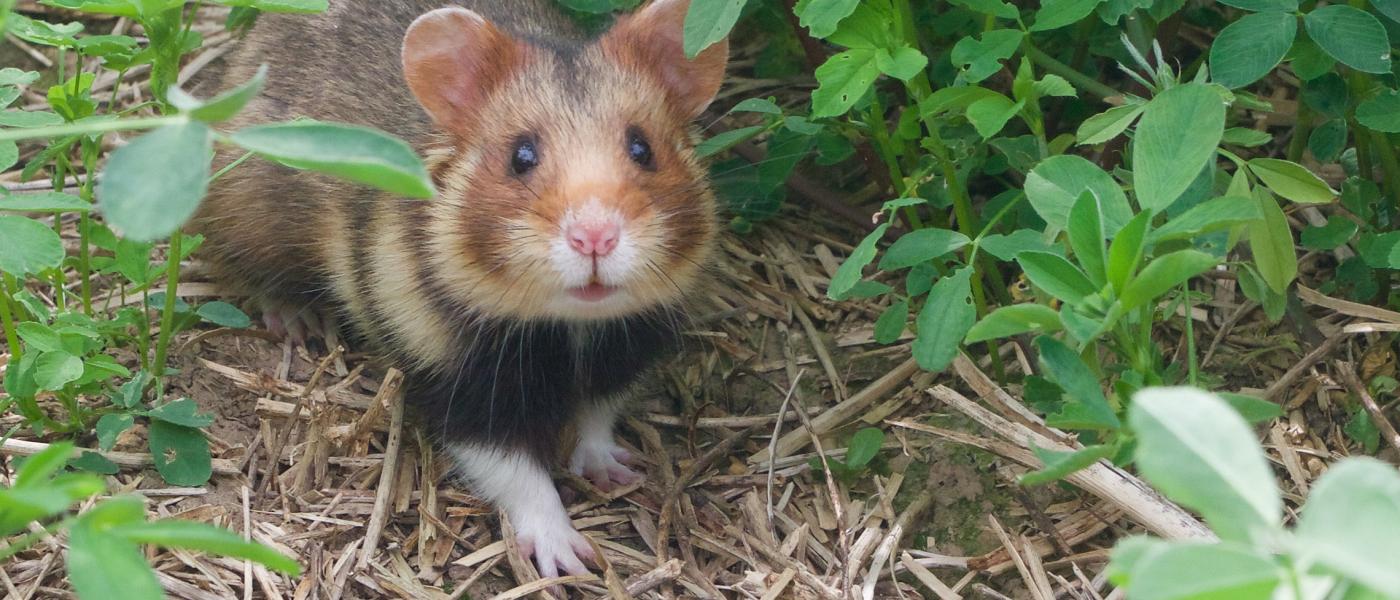 Hamster
