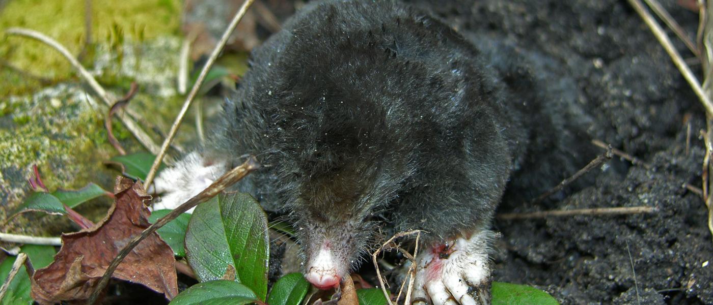 Mol (© Ellen de Lange)