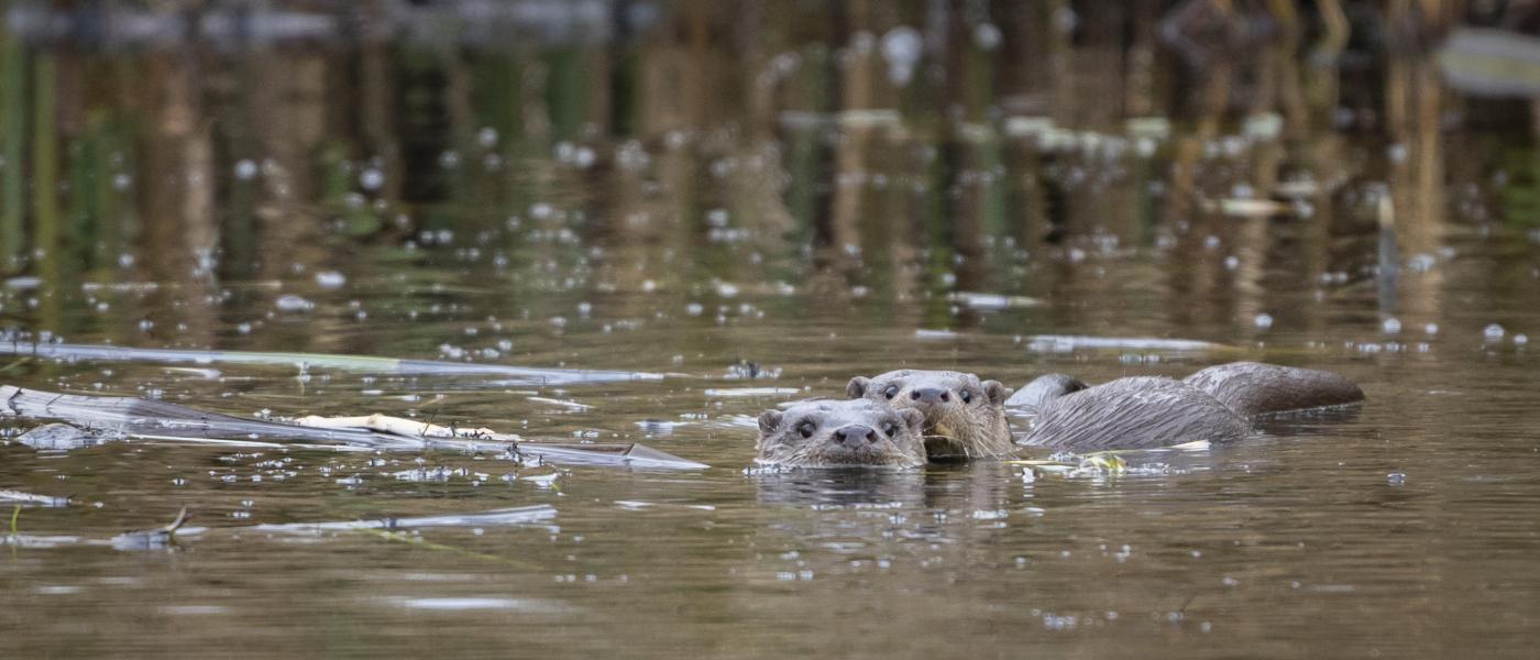 Otters in De Wieden (bron: Johann Prescher)