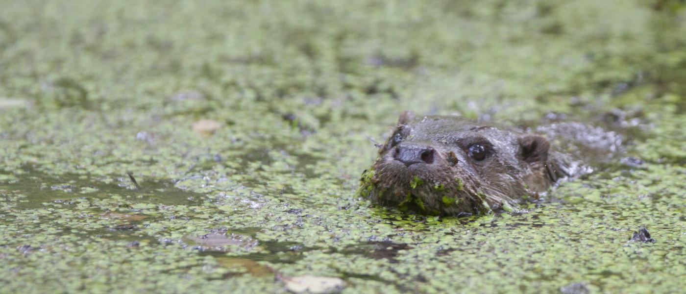 Otter (bron: Mark Zekhuis)