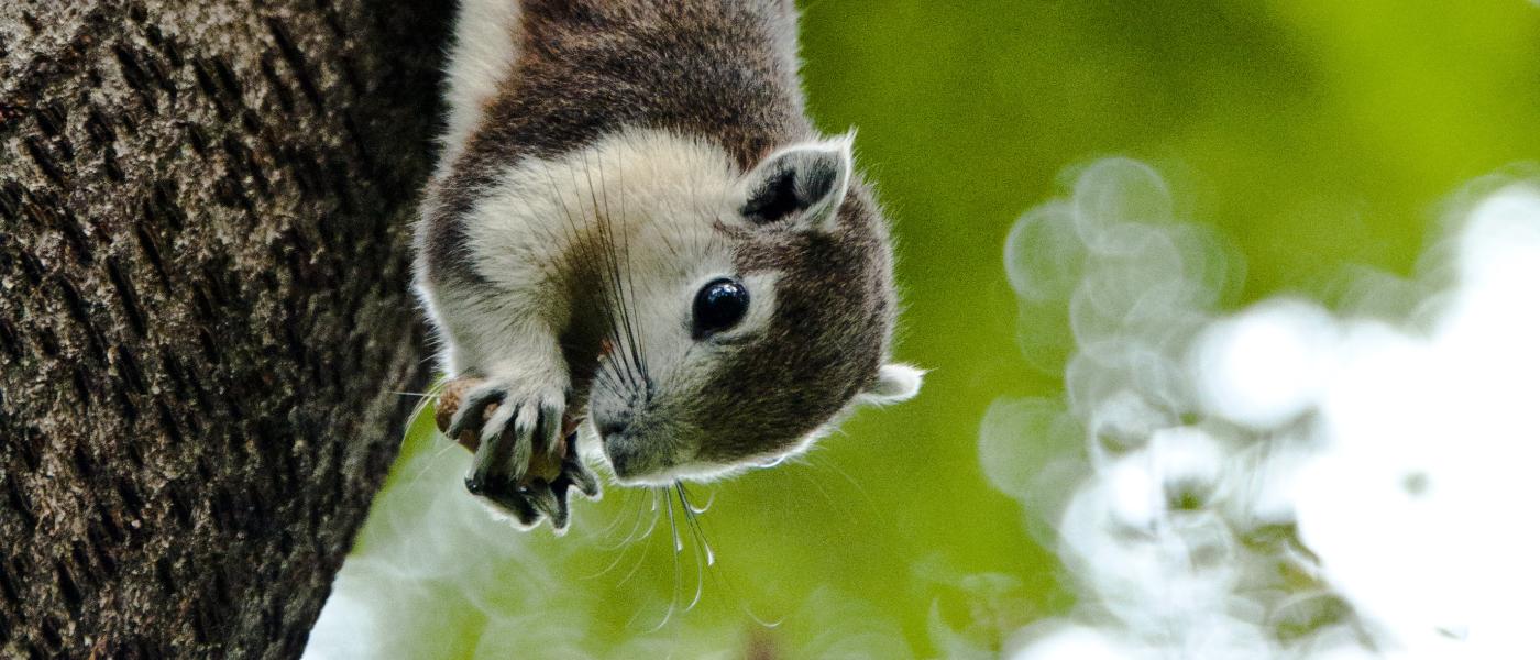 Thaise eekhoorn (bron: Thai National Parks)