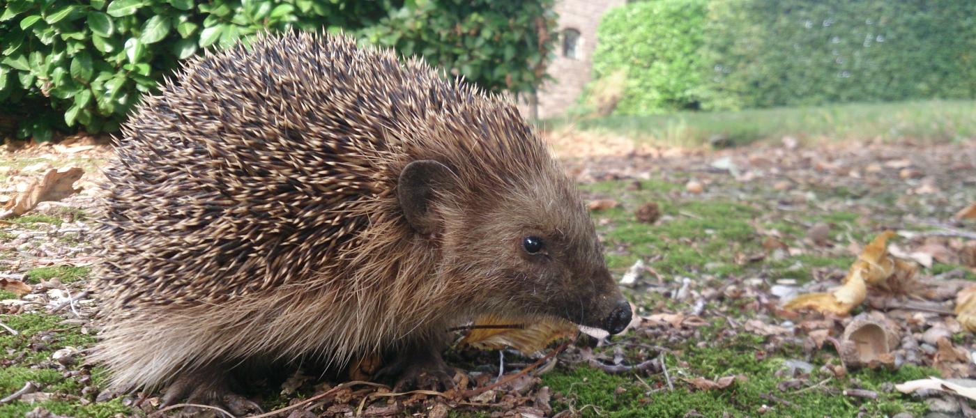 egel
