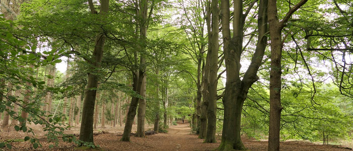 Laan in de Kaapse Bossen