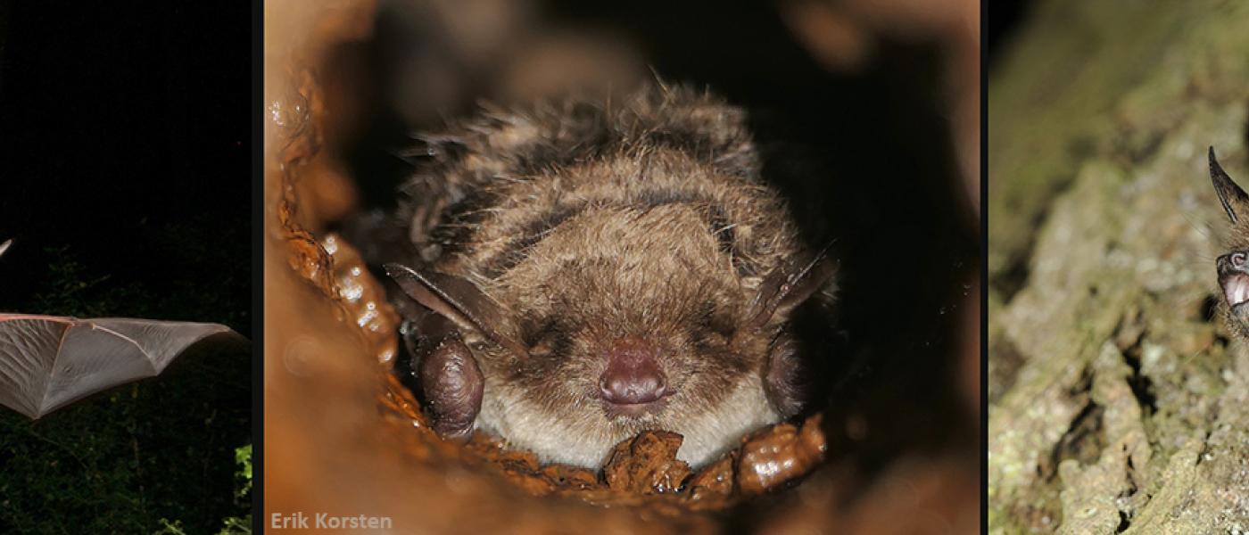 Grootoorvleermuis, meervleermuis en laatvlieger