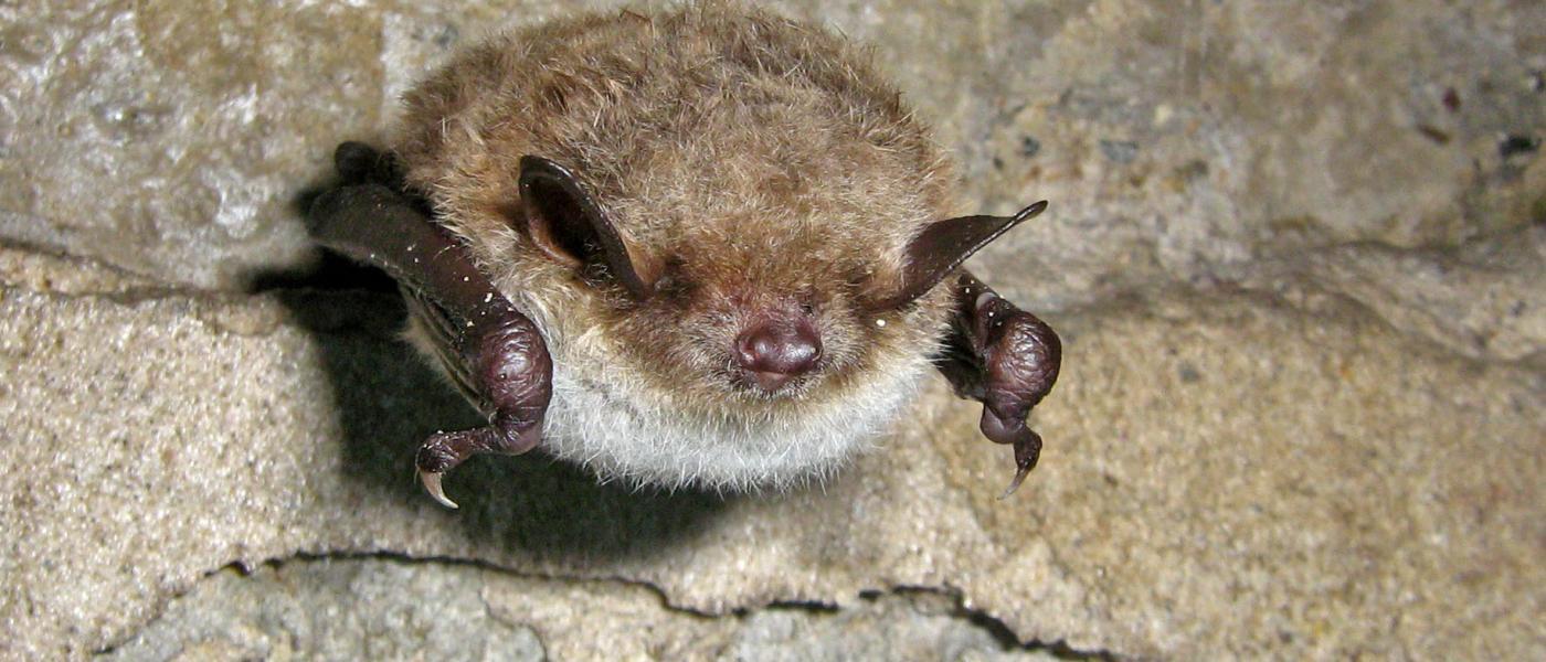 Meervleermuis