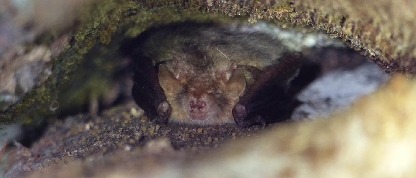 Gewone grootoorvleermuis in winterslaap achter schors (bron: Erik Korsten)