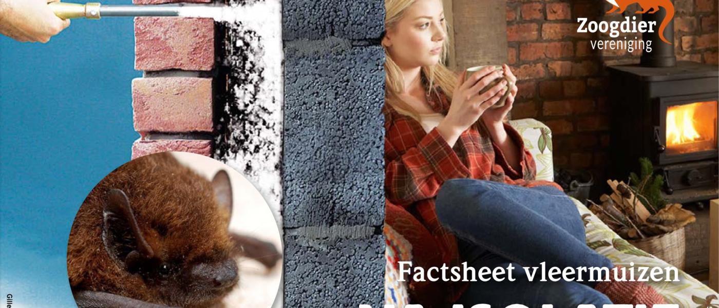 Factsheet vleermuizen en na-isolatie