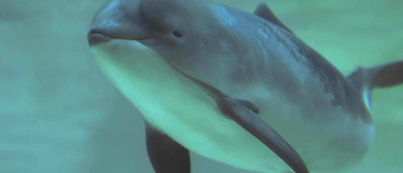 Bruinvis (bron: Wim Verschraegen)