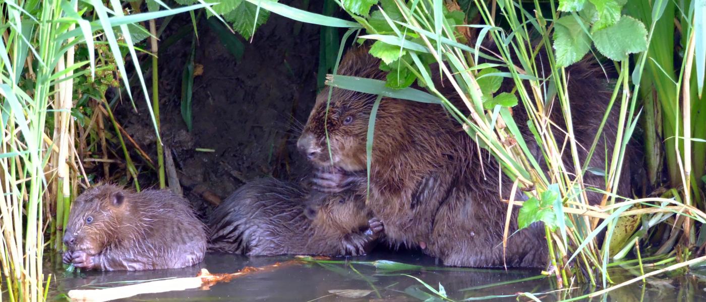 Zogende beverbaby's (bron: Joop Spijker)
