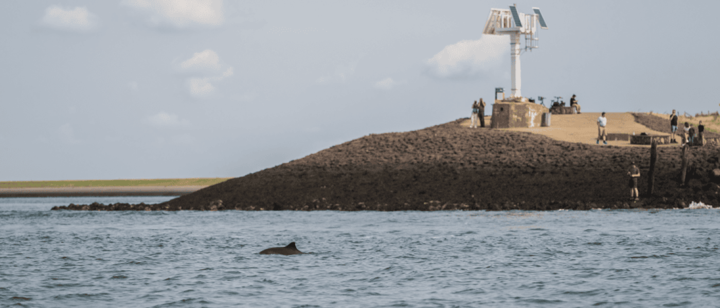 Bruinvisspotters bij het Havenhoofd van Zierikzee (bron: Rick den Biggelaar)