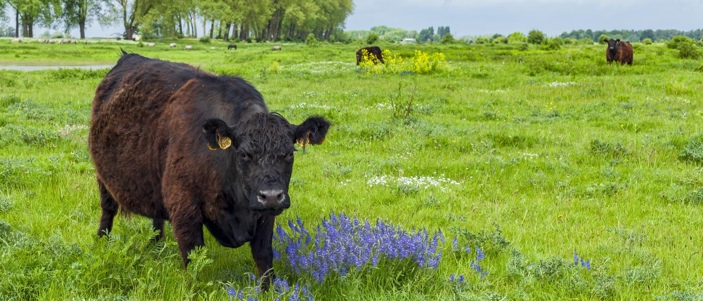 Grote herbivore zoogdieren, zoals gallowayrunderen (hier in de Gelderse Poort) en konikpaarden, bepalen mede hoe het landschap zich ontwikkelt (bron: Fokko Erhart)