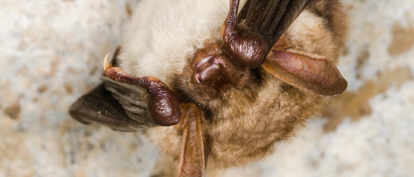 Vale vleermuis (bron: Erik Broer)