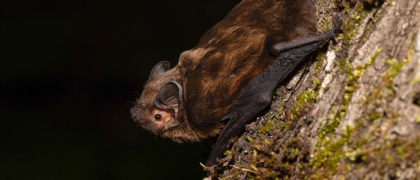 Bosvleermuis (bron: Joris Verhees)