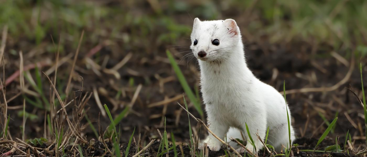 Hermelijn (bron: Jans Weijer)