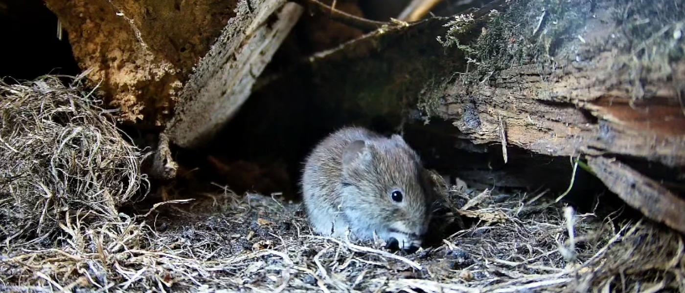 Woelmuislivestream Beleef de Lente (bron: Beleef de Lente/Vogelbescherming)