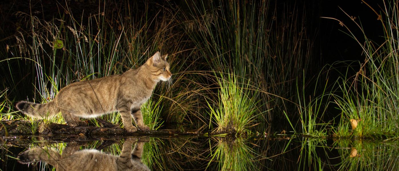 Wilde kat bij beekje (bron: Karl Van Ginderdeuren & Pieter-Jan D'Hondt)