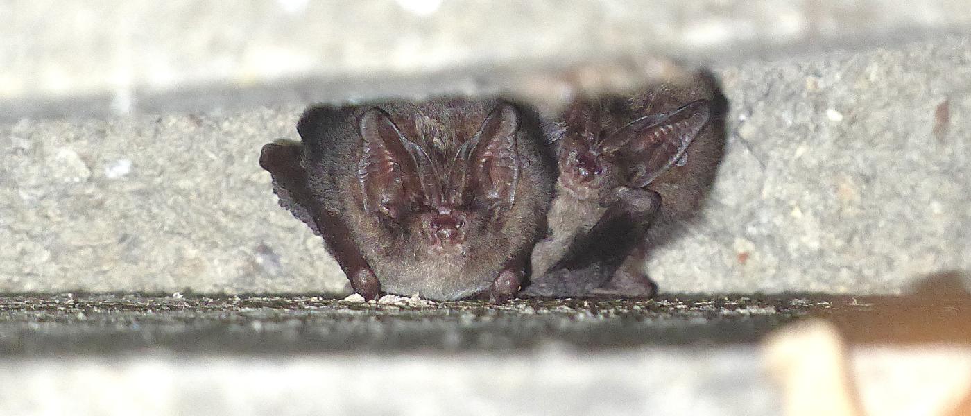 Eerste waargenomen mopsvleermuis in daarvoor opgehangen vleermuiskast (bron: Marjolein van Adrichem)