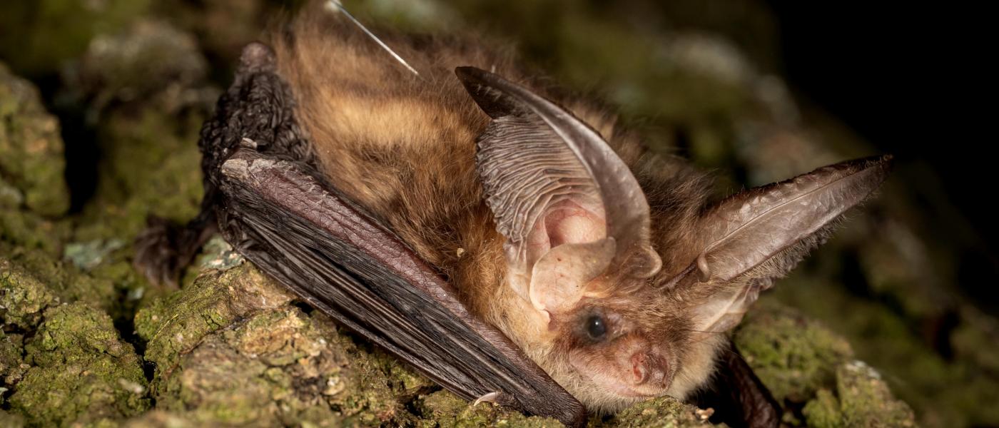 Een gewone grootoorvleermuis met een zender op de rug. Telemetrisch onderzoek is nodig om verblijfplaatsen van deze soort in stedelijk gebied op te sporen. Bron: Johann Prescher