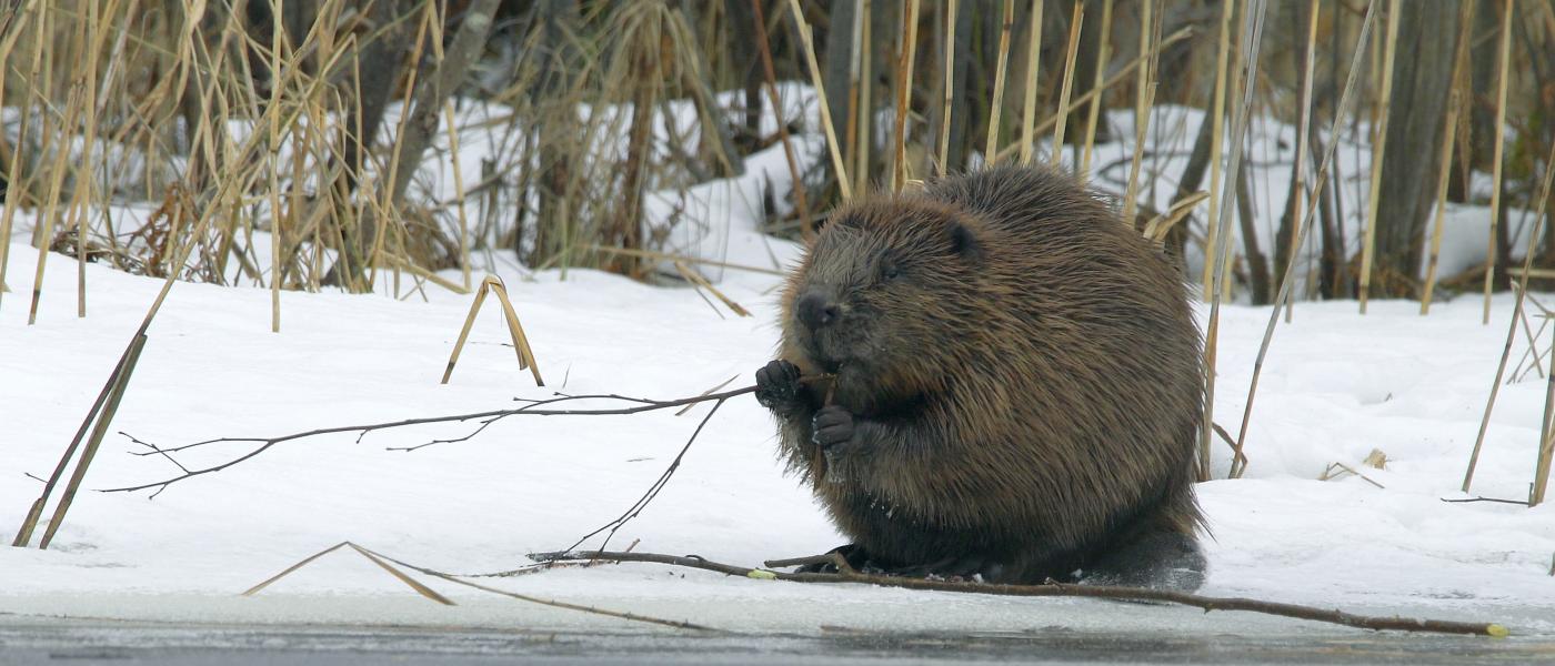 Bever in de sneeuw (bron: Film Studio Aves, via Canva)