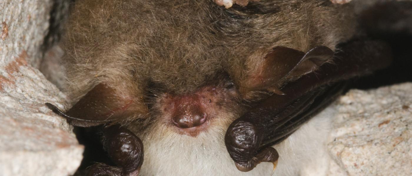 Franjestaart in winterslaap (bron: Erik Broer)