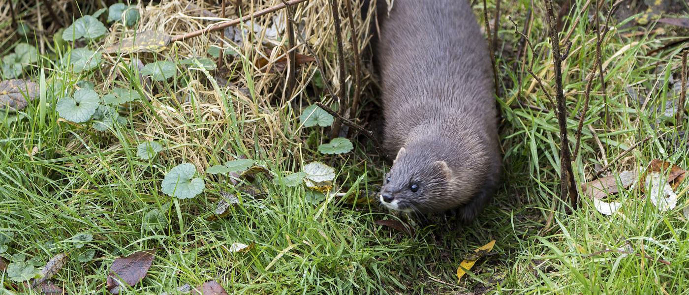 Europese nerts (bron: Dick Klees)