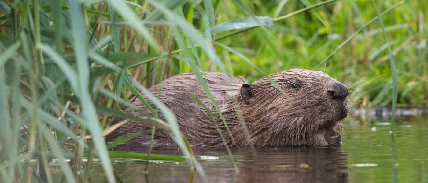 Bevers (bron: Edwin Giesbers)