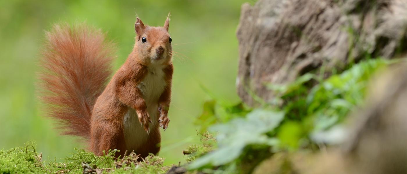 Eekhoorn (bron: Aaldrik Pot)