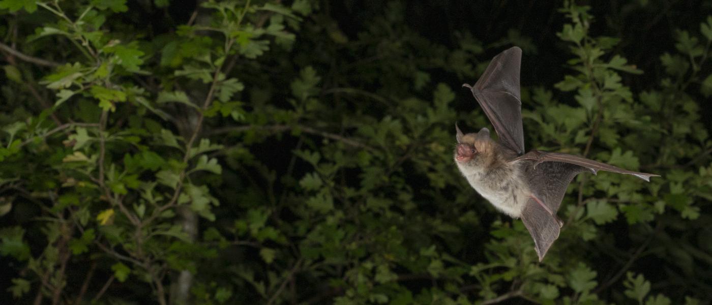 Franjestaart (bron: Johann Prescher)