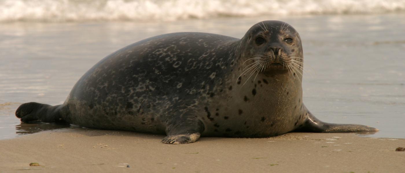 Gewone zeehond (© Aaldrik Pot)