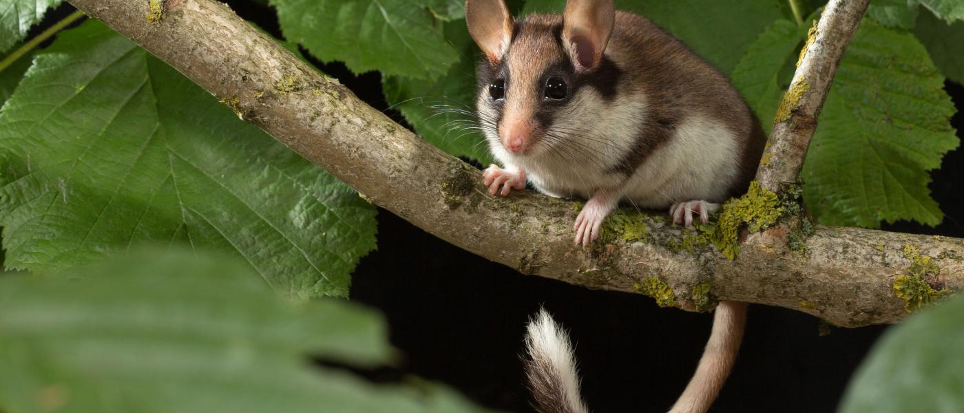 Eikelmuis (© Wesley Overman)