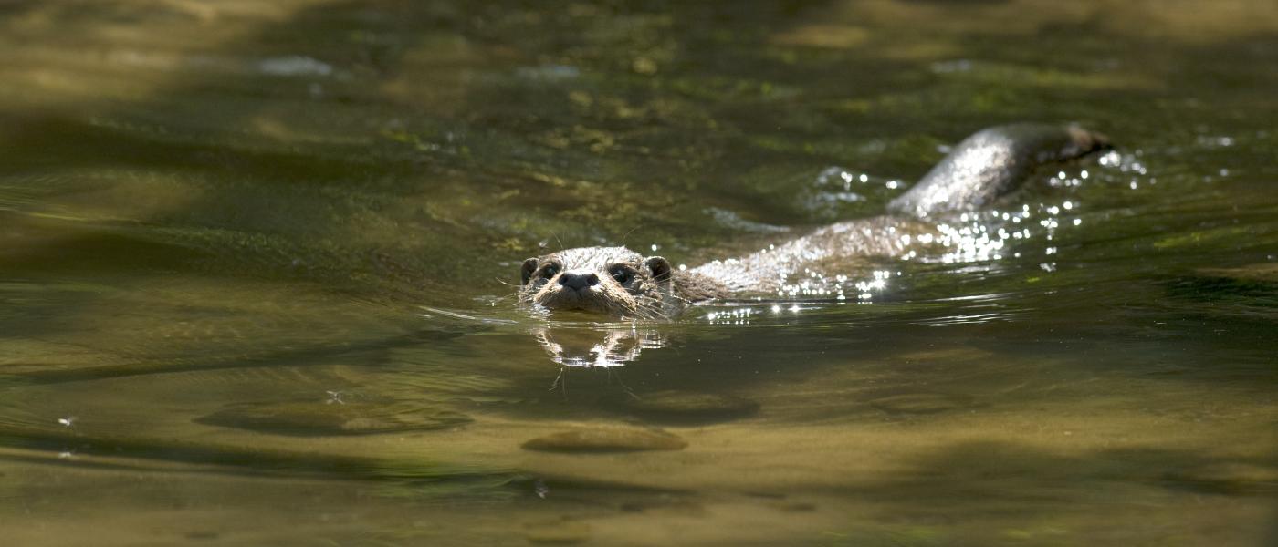 Otter (© Hugh Jansman)