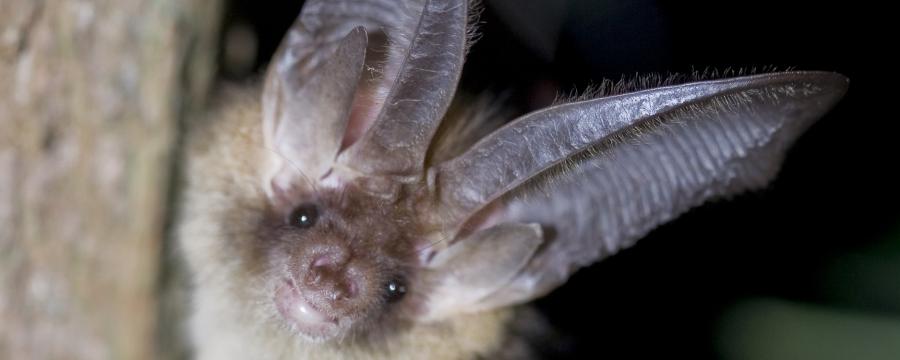 Gewone grootoorvleermuis (© Wesley Overman)